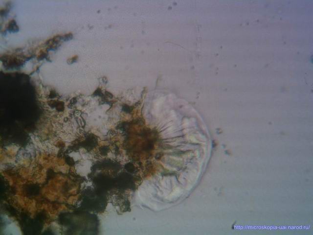 Микроорганизмы, живущие в корняx цветков, x800.jpg